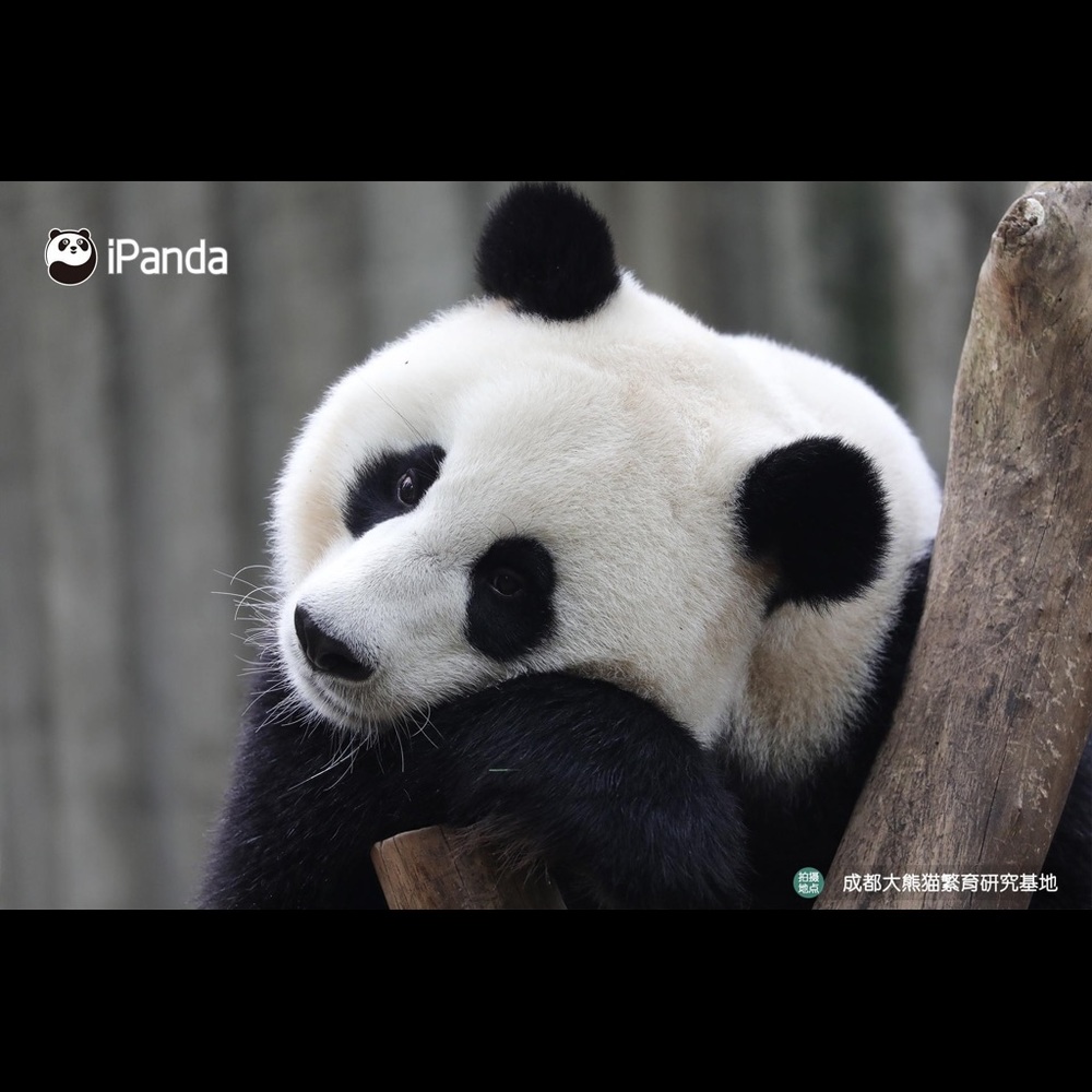 Meet your Posher, Tram